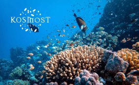 サンゴ白化・微生物・海洋資源保全